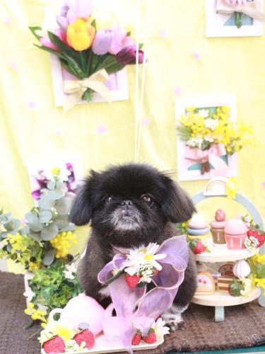 20230311つきみちゃん